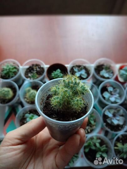 Суккуленты