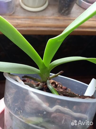 Орхидея SonYa MN103