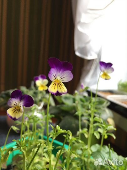 Виола - пищевые цветы