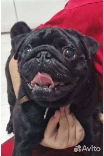 Вязка собак