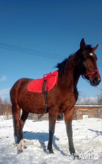 Лошадь