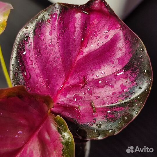 Калатеи разные сорта