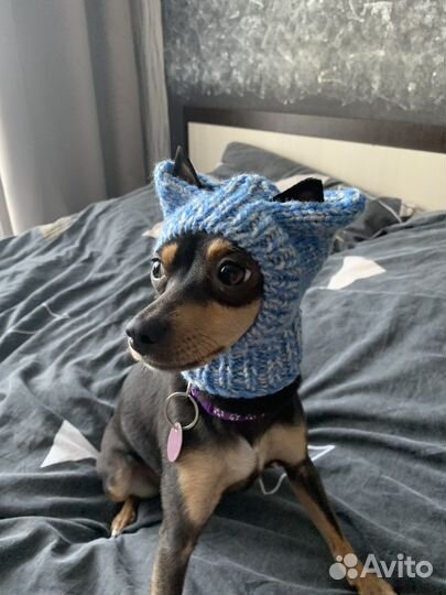 Шапка для собак маленьких пород