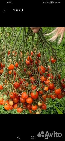 Коллекционные семена томатов и перцев