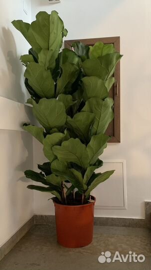 Фикус Лирата 1,6 м