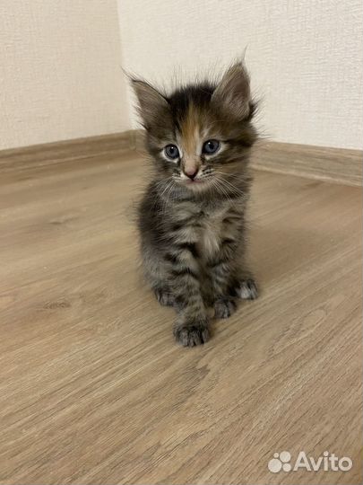 Котята мейкун-британец