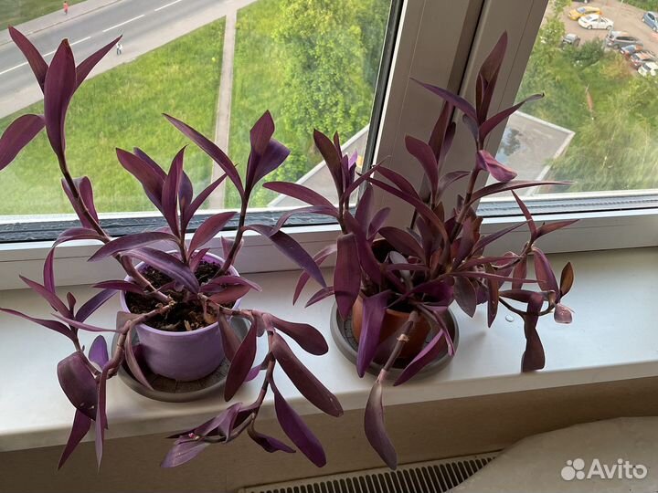 Традесканция фиолетовая