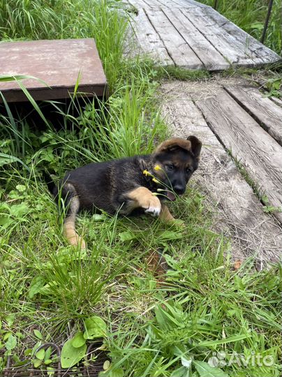 Немецкая овчарка