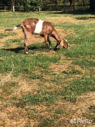 Нубийская коза