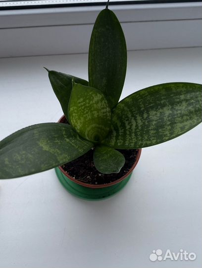 Сансиеверия отростки