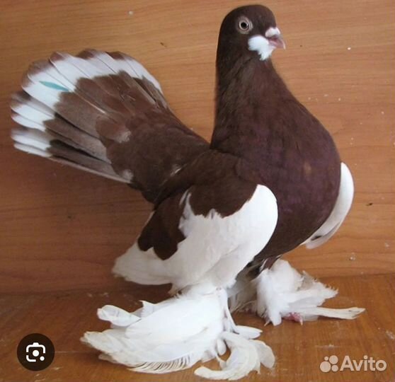 Ярмарка голубей