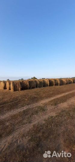 Продам сено