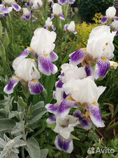 Многолетние цвет (деленки) ирисы, пионы, хосты