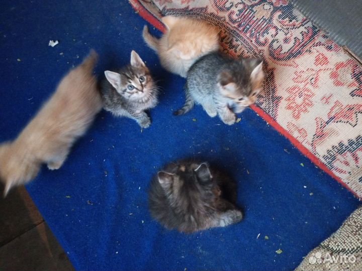 Кошки в добрые руки бесплатно