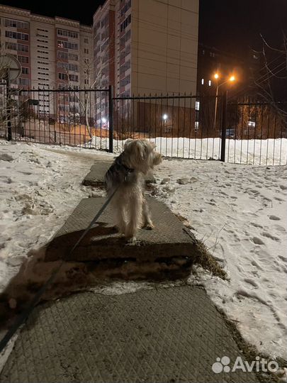 Йоркшкрский терьер молодой