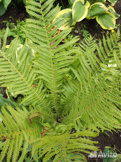 Папоротник хосты