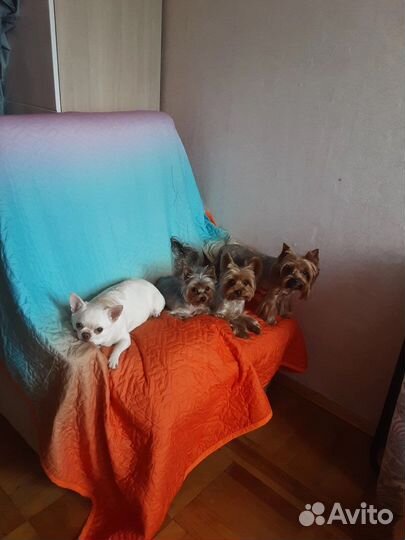 Передержка животных/Выгул собак