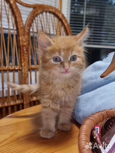 Кошечка 2 месяца бесплатно