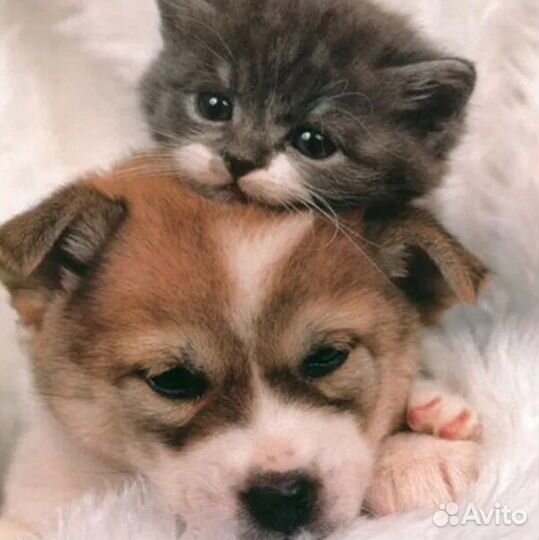 Помогу подобрать вам домашнего любимца