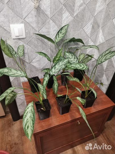 Аглаонема сильвер Квин