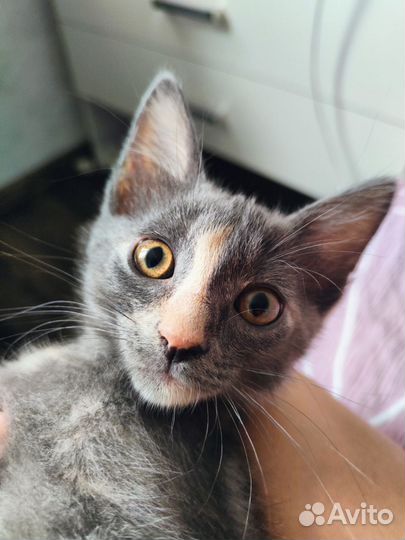 Котенок с необычным окрасом