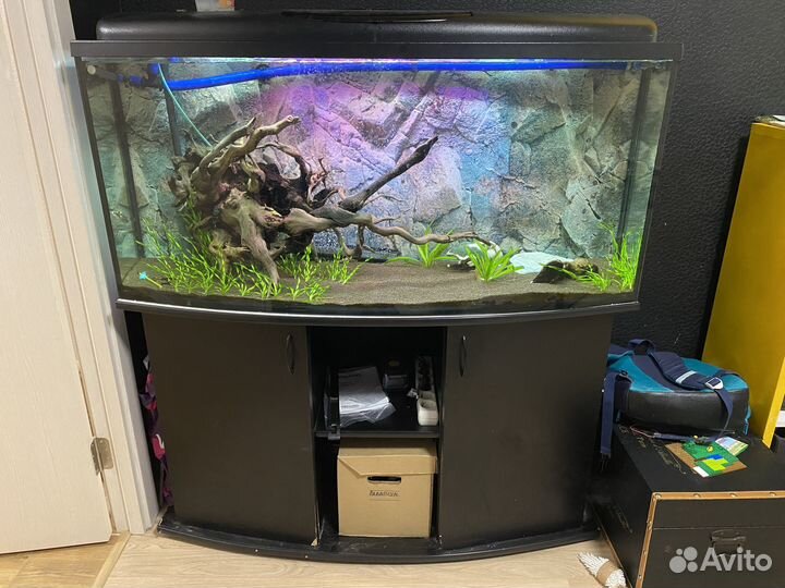 Аквариум панорамный 260 литров с тумбой