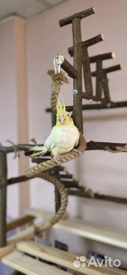 Стенд для мелких и средних попугаев