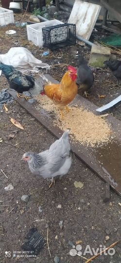 Петушки и утки