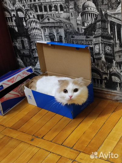 Котик на вязку