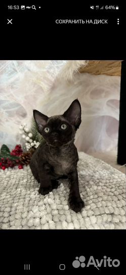 Котята девон-рекс