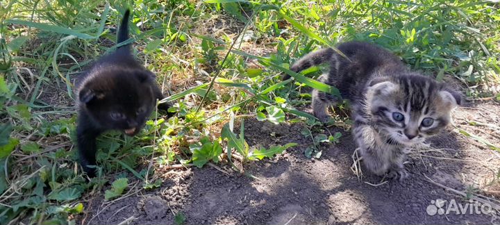 Вислоухие котята