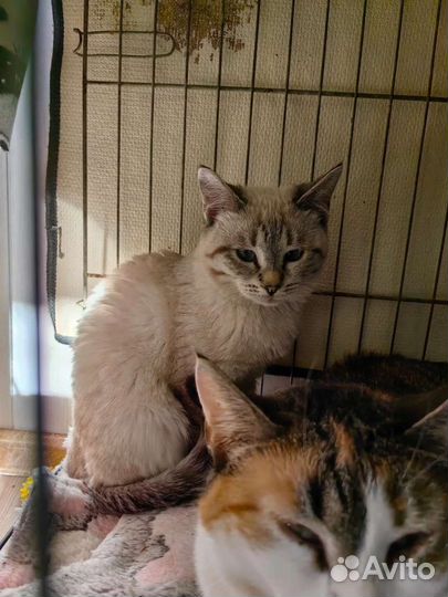 Кошки из приюта бесплатно