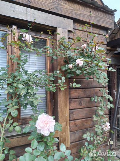 Розаплетистая,нью даун