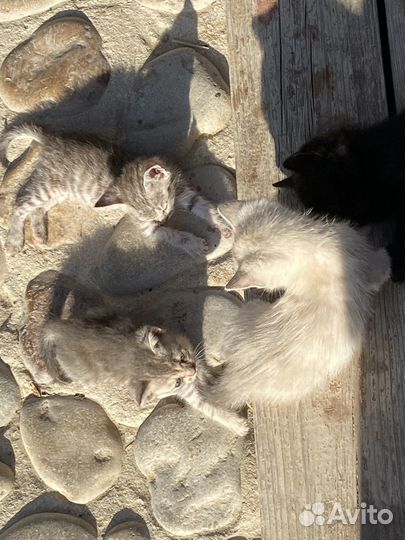 Котята бесплатно