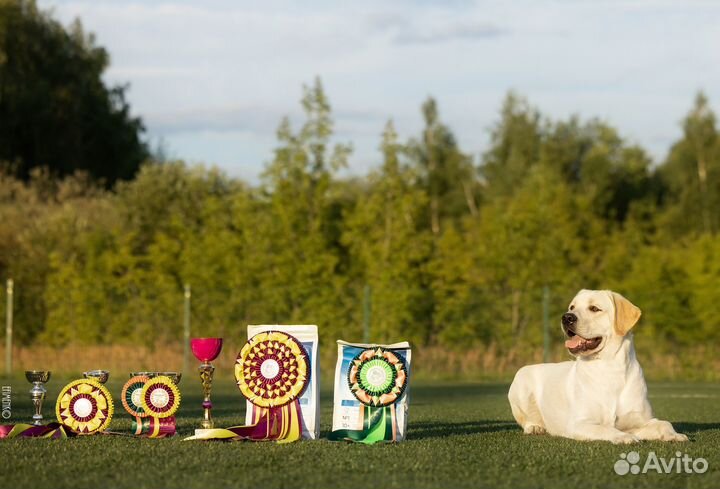 Вязка Кобеля лабрадора