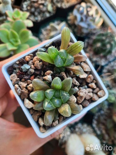 Суккуленты в ассортименте