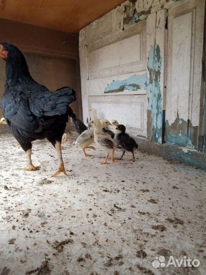 Бойцовая курица