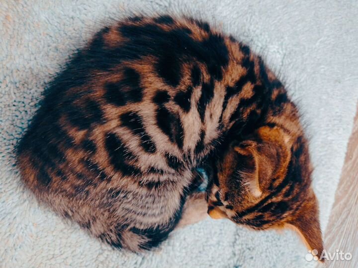 Бенгальские котята