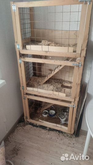 Декоративный кролик бесплатно