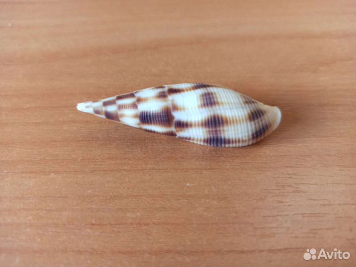 Морская раковина