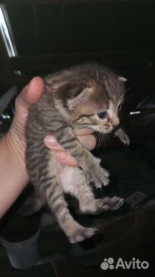 Отдам котят