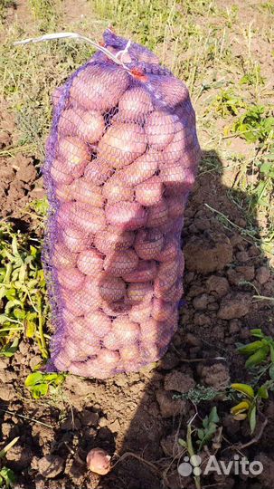 Картофель, доставка до дома