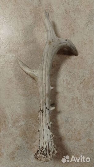 Рога косули парные