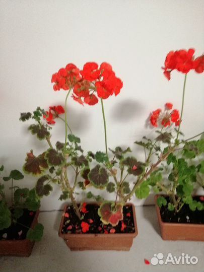 Пеларгония (герань) зональная лотом 11 шт