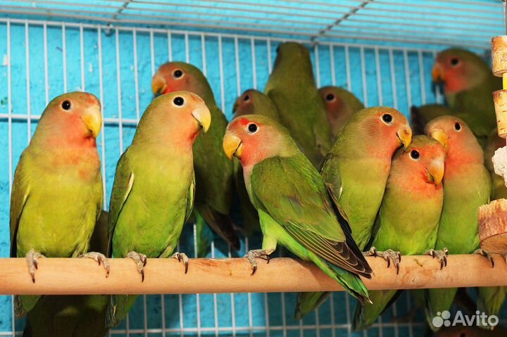 Неразлучник розовощекий птенцы