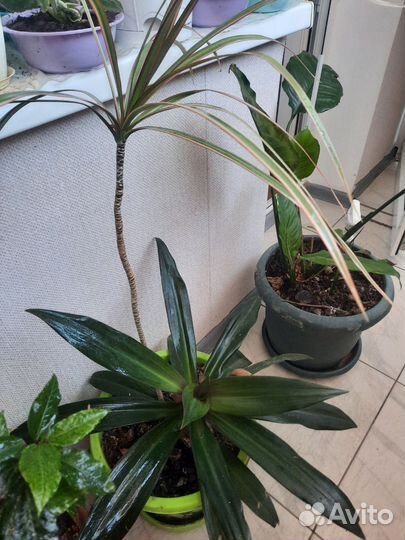 Комнатные цветы драцена