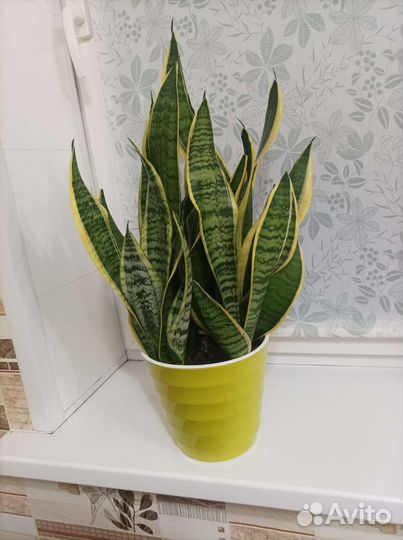 Сансевиерия щучий хвост