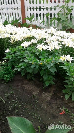 Лилии белые многолетние