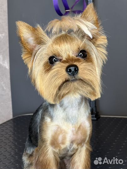 Стрижка собак Энгельс