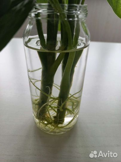 Комнатные цветы